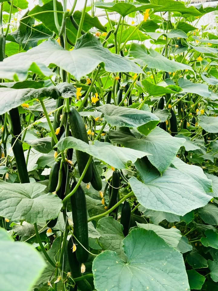 ..صنف (#الادهم) 🥒🥒
..المتفوق دائماً
…مقاوم للفيروسات التي تصيب نبات بعمر مبكر وتسباب صفرار في نبات 🌿🌿
الحل الأمثل لتخلص من هذه الأعراض يجب ان يكون ختيارك (#الادهم)…🥒

✅يمتاز بمقاومة عاليه جداً 
✅يمتاز بثماره مرغوبة تسوقين 🛒
✅ يمتاز بقاومه الأمراض الفطرية و الحشرية 🕷️

.. غايتنا نجاح زراعه لمزارعين 🧑‍🌾
.. شركة مواسم البلاد 
الاستفسار ***********
***********.
