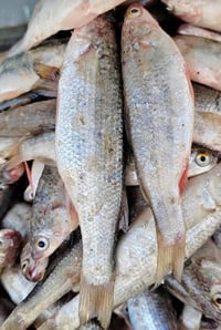 سمج الخشني • حرشه تازه • طويريج قريب ابو هاشم