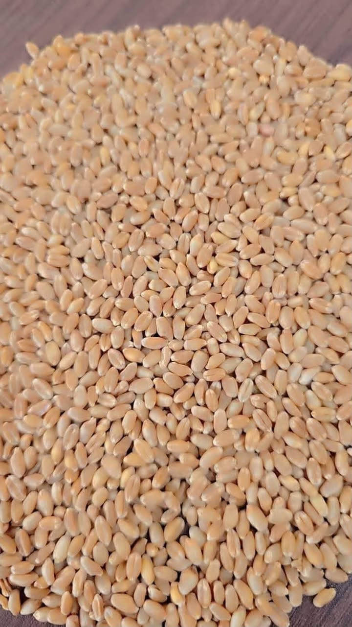 بذور حنطة • بنت المغلف • بيت المغلق