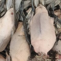 طيور حره • حذاف • بربش