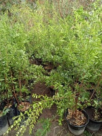الياس العراقي • عطري • دائم الخضرة