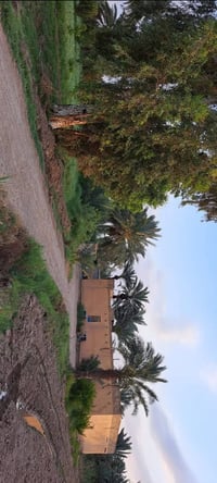 بستان • ٤ دونم • شاطية على الشط