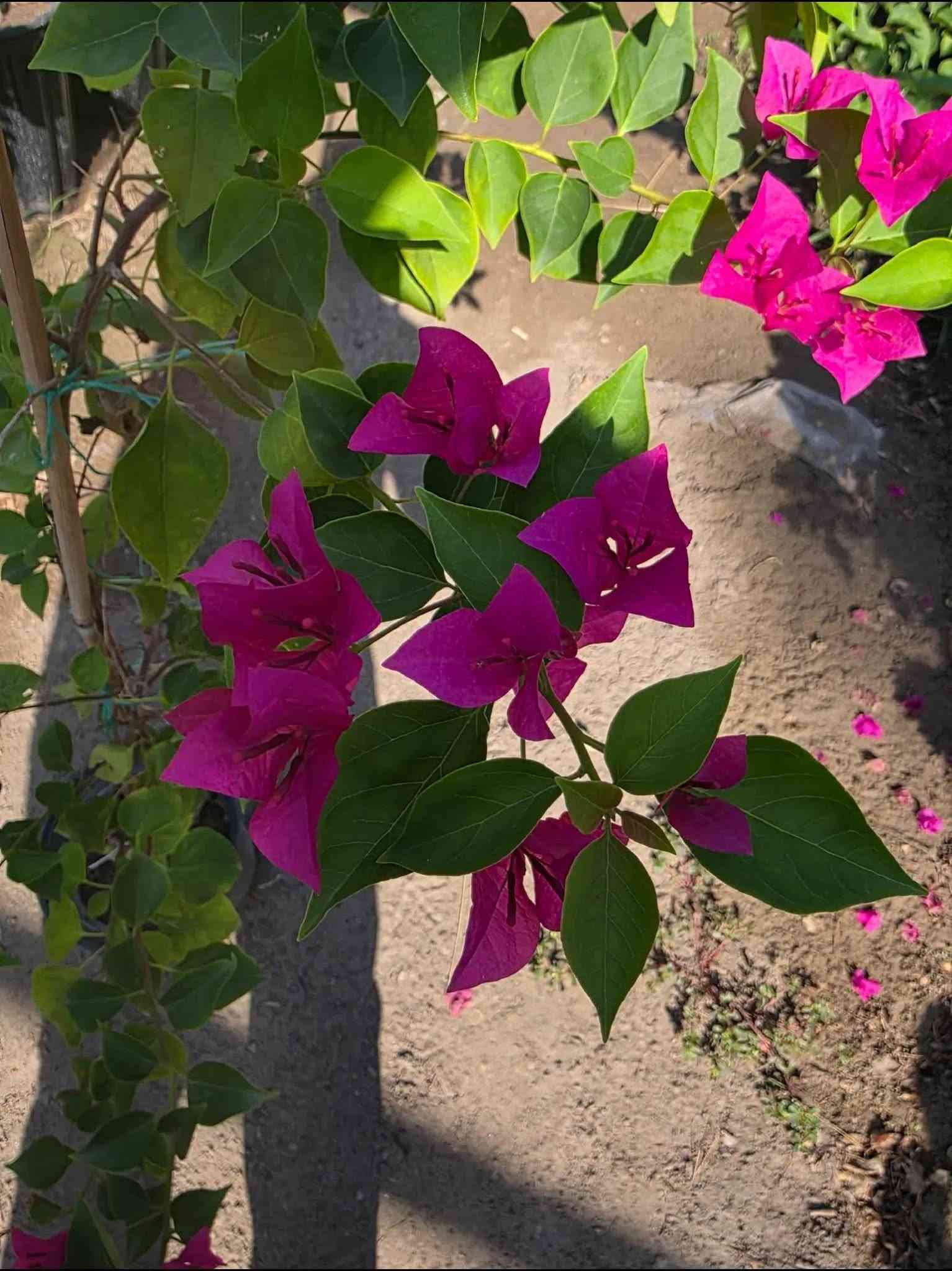 أشجار خارجيه ب انسب لاسعار عروض بلاش 🌳😍🥹
شجره أكاسيا مصري 🌳🥹🌼

جاكندار البنفسجي 🌸
شجره السبحبح 

شجره البيزا 

شجره جهنميً 

ومتسلقي الجهنمي 

كل هاي تلكوهً يم مشتل الدجيل🧑‍🌾😍
لاستفسار ***********

توجد خدمه توصيل 🚚
