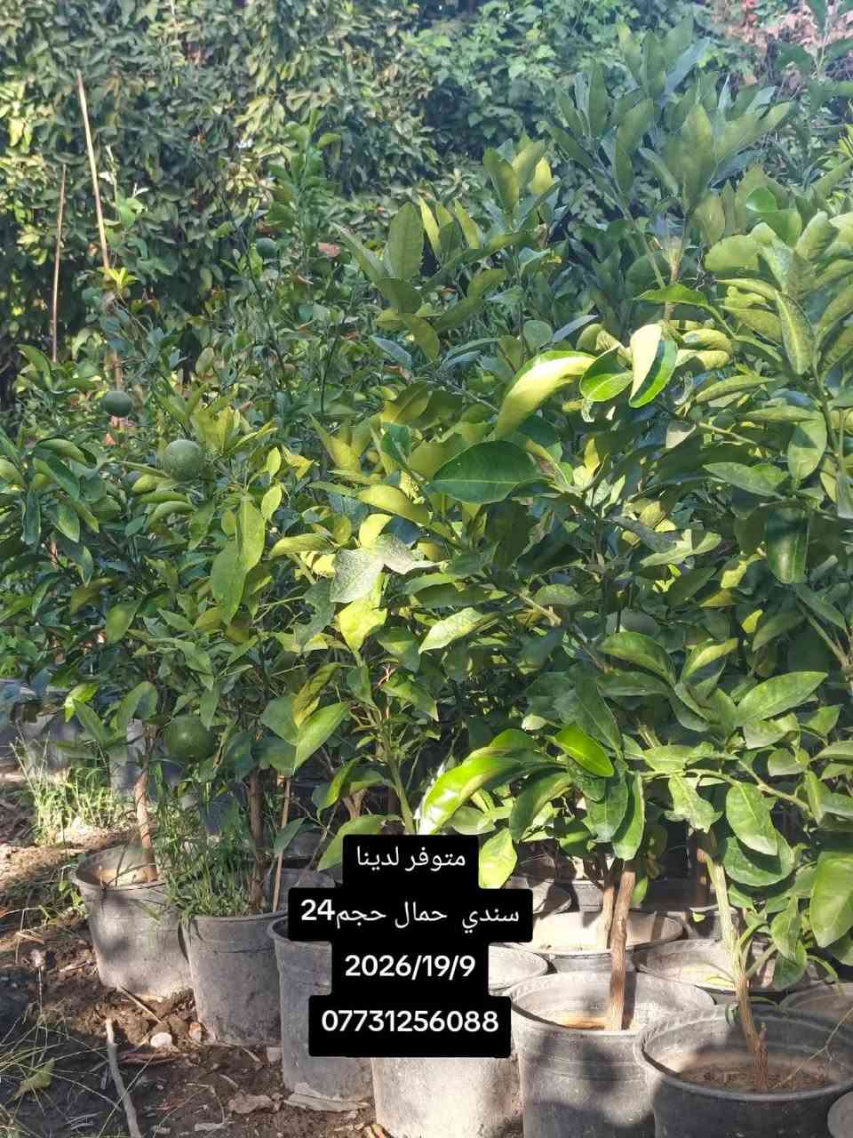 السلام عليكم. متوفر لدينا جميع أنواع الحمضيات ..عرض المزيد..1).🍊برتقال سندان حجم 24.
2). 🍋نومي حامض سندان حجم 24.
3).سندي سندان حجم 24.
4).كرنفوت سندان حجم 24.
5) لالنكي سندان حجم 24+كيس متوفر 
6.) نارنج سندان حجم 24.+متوفر كيس
✴️    🎋   🎋  ✴️      🎋   🎋      ✴️ 
7)🍀.كاريزيا سندان حجم 19.
8).🎍كالمتوز عامودي سوري سندان حجم 19+متوفر كيس. 
9).🎋جهنميه قزميه سندان حجم 24.
10).🌿بـخـور سندان حجم24. 
10).🌳سدر تفاحي سندان حجم 30.
11). 🌹جميع أنواع الورد متوفر سندان حجم 17.
12).🌱ددونـيـا  كـيـس
13).🍀البيزيا كيس

⛔**ملاحظة**⛔
(جميع أصناف الحمضيات على أصل نارنج)) 

(📲.....📞)
الاستفسار عبر الاتصال مع وجود الواتساب. 
1).***********📞
2).***********📞

نص مكتوب في الصور:
- متوفر لدينا
- سندي حمال حجم 24
- 2026/19/9
- ***********
- متوفر لدينا جهنميه القزميه سندان 2026/16/9 ***********الاستفسار
- متوفر لدينا برتقال حجم 24 2026/16/9 *********** الاستفسار
- كالمتوز عامودي سوري كيس مع ذلك
- متوفر سندان حجم 19
- 2026/16/9
- *********** الاستفسار