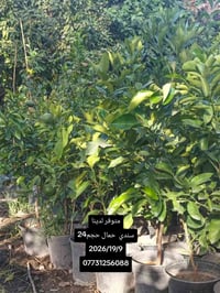متوفر لدينا جميع أنواع الحمضيات ..عرض المزيد..1).🍊برتقال سندان حجم 24....