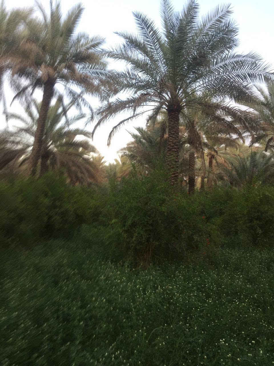 ٦ دونم للبيع مع دار الحسينية الصلاميه تبعد عن الشارع العام ٥٠ متر الوارد السنوي ١١مليون الاستفسار على الخاص ***********

