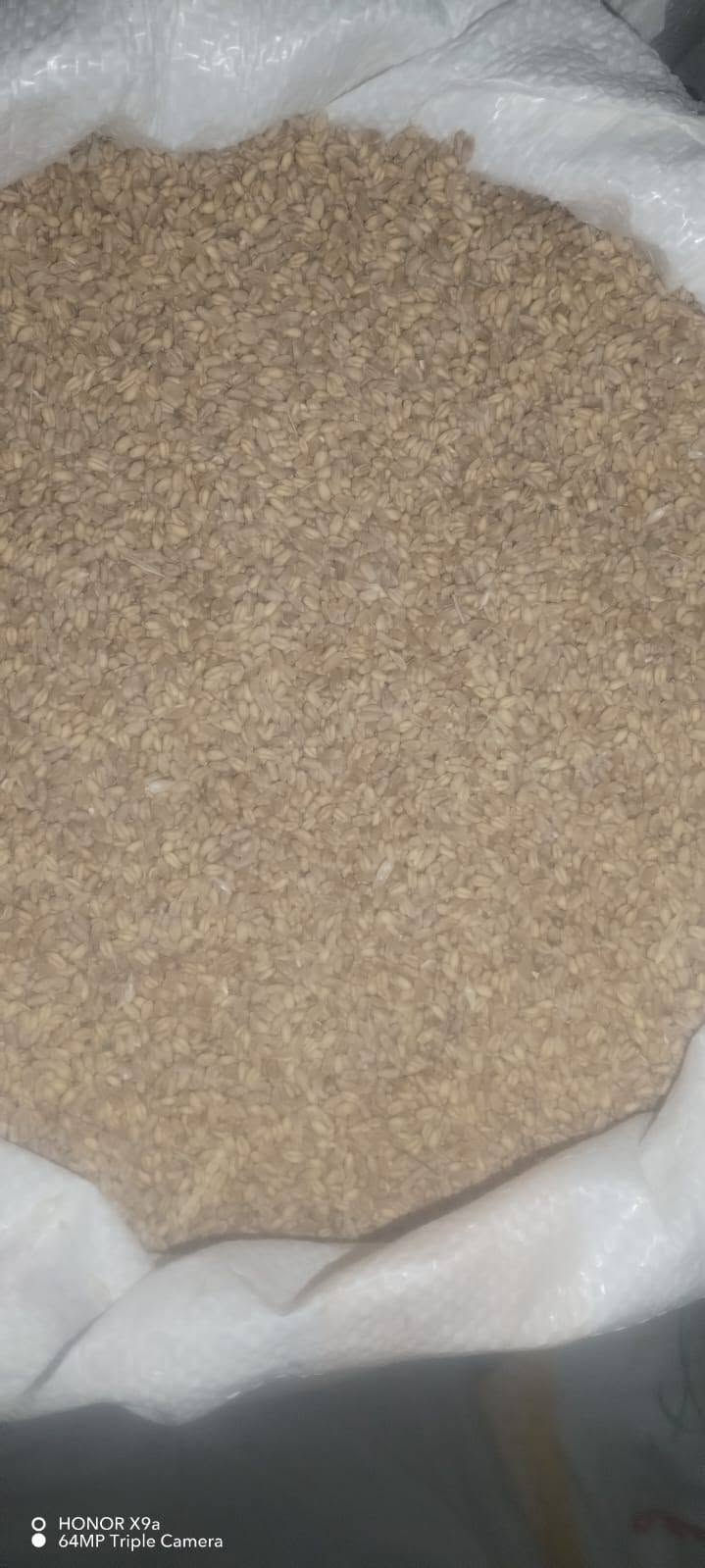 حنطه باجران • حنطه نزار • ٢٠ طن