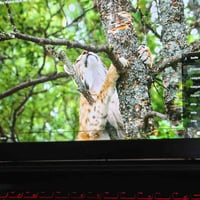 MSI GF65 • RTX 3060 • رام ١٦جيجا