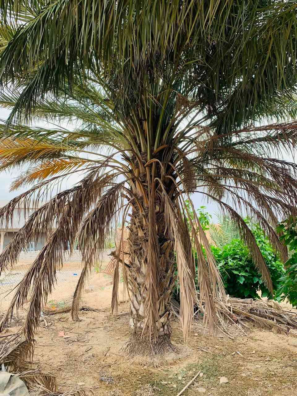 ﷽ 

من الان يبدأ موسم قلع وتحويل الفسائل 🌴
ويعتبر هذا الوقت ⌚️افضل وقت للقلع وزراعة الفسيل 

نشتغل شلون ما تريد 
تريد بالاجرة يرهم
تريد الفسائل بالنص هم يرهم 
عندك نخلة مخيشة من الفسائل اجي انضفها وبالمقابل اخذ الفسائل 

للأتصال ***********
