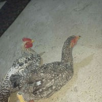 جوز دجاج • نوادر • عماليق