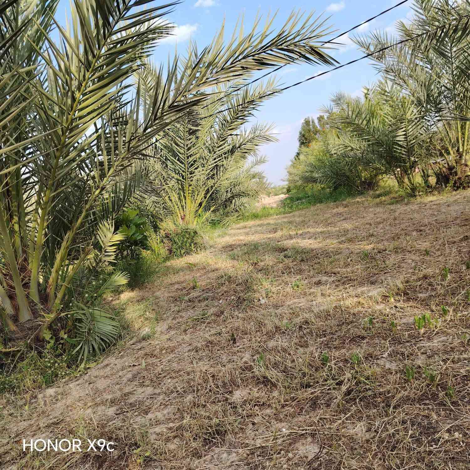 سلام عليكم  تلث دوانم لبيع طابو زراعي سند خمسه وعشرين لجبه ١٥٦ ونزال ٤٨ مكانهن ناحيت الوحده الخالصه بيه مي اساله ومي سكي وكهربا وتبليط لباب تبعد عن شارع العام ثنين كيلو سعر لدونم لواحد ٨٥ وبي مجال وهاذ رقمي ***********

نص مكتوب في الصور:
- HONOR X9c