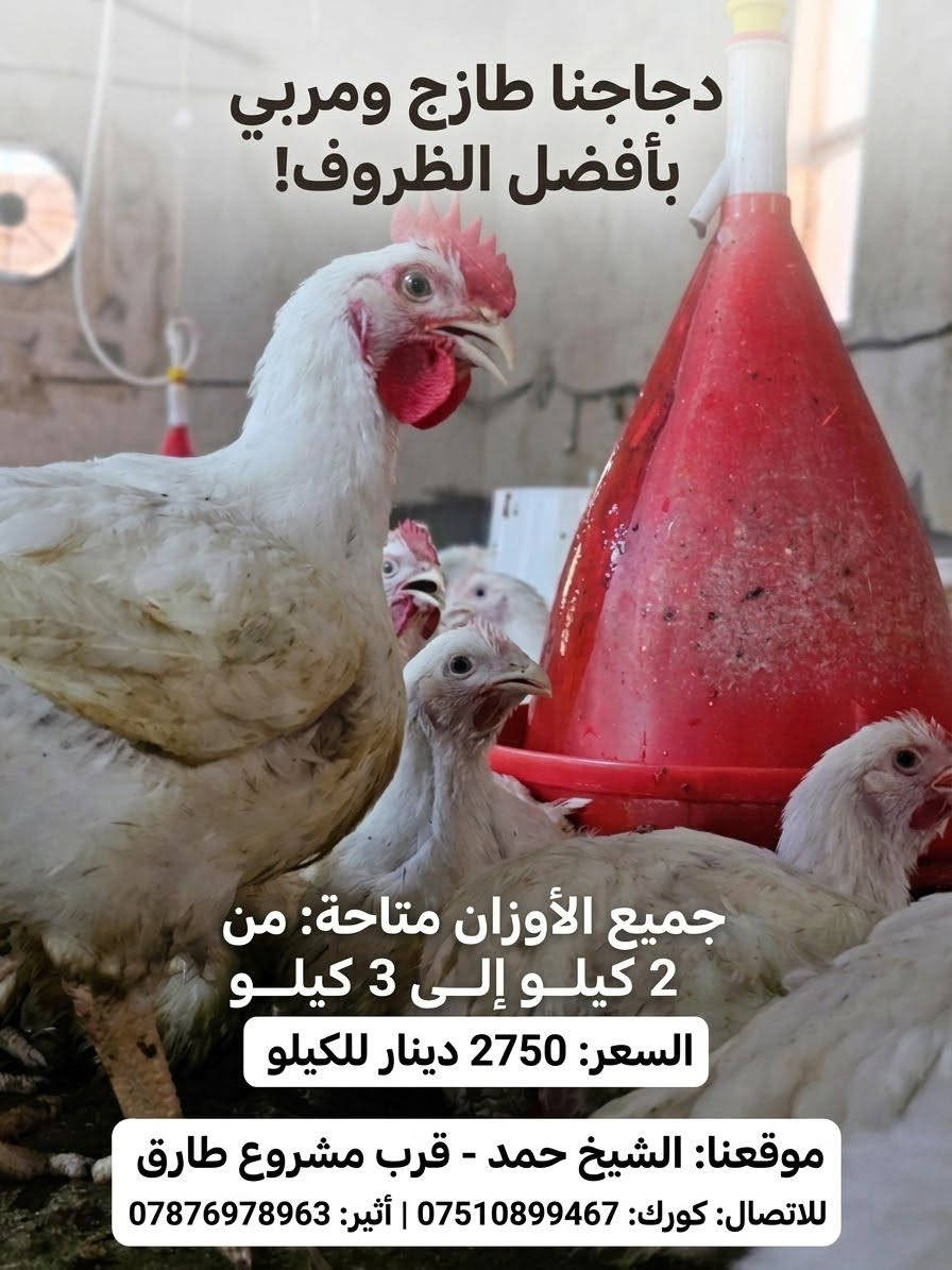 دجاج لحم • ٢-٣ كيلو • الشيخ حمد
