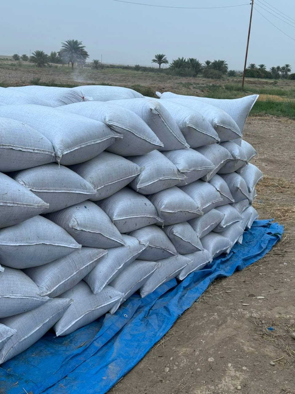 تبن جت ترس • مدكوك فول • ١٢٤ كونيه