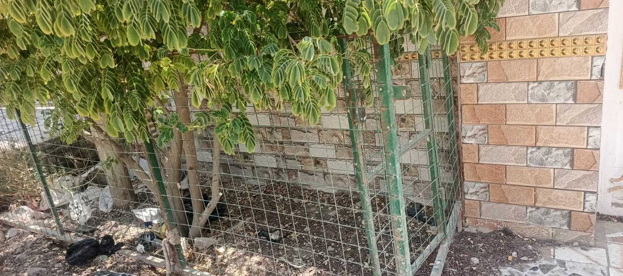 السلام عليكم سياج حديقه للبيع نضيف كلش الطول الكلي 14 متر 
       السعر عل خاص 
***********
