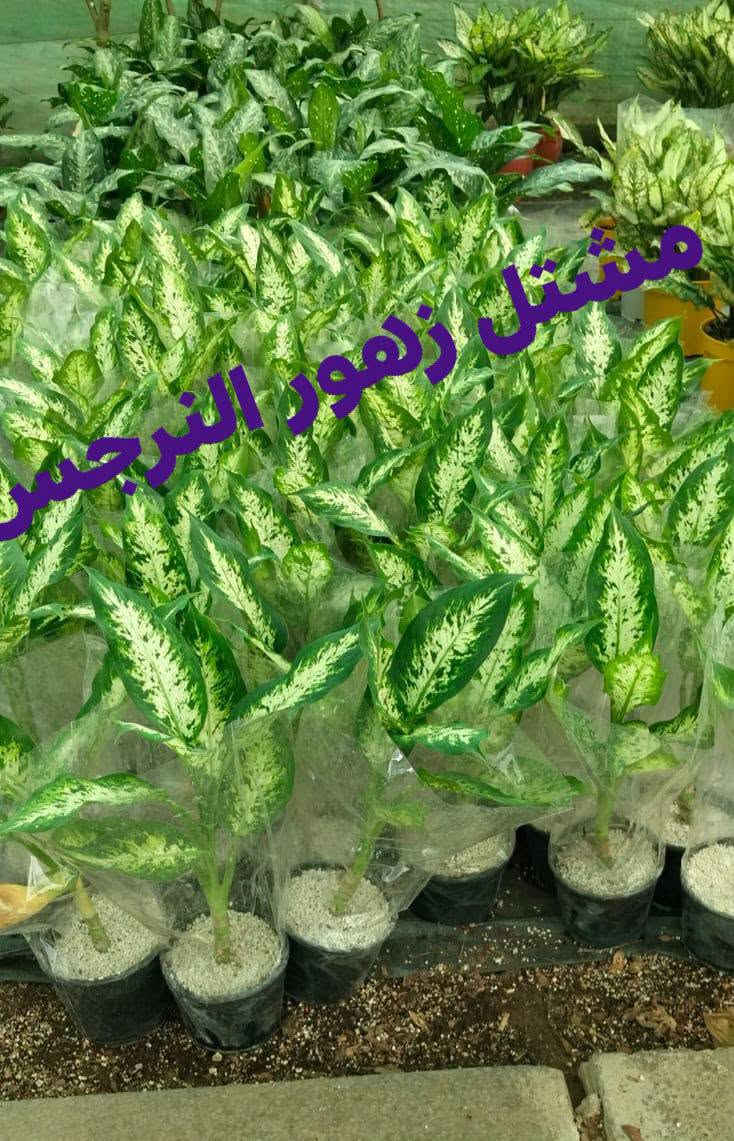مشاتل زهور الندى • شتال نرجس • توصيل كل المحافظات