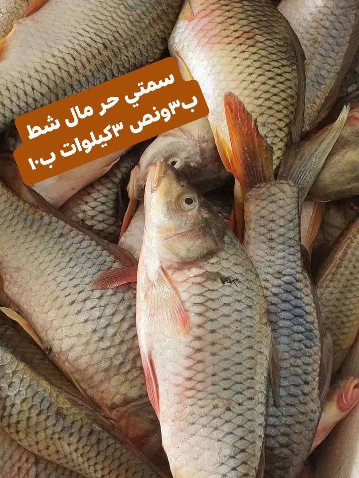 سمتي مال شط • حرش خشن • توصيل السماوه