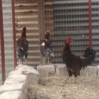 دجاجة بياضه • ٢ ديوكه • عرب اصلي