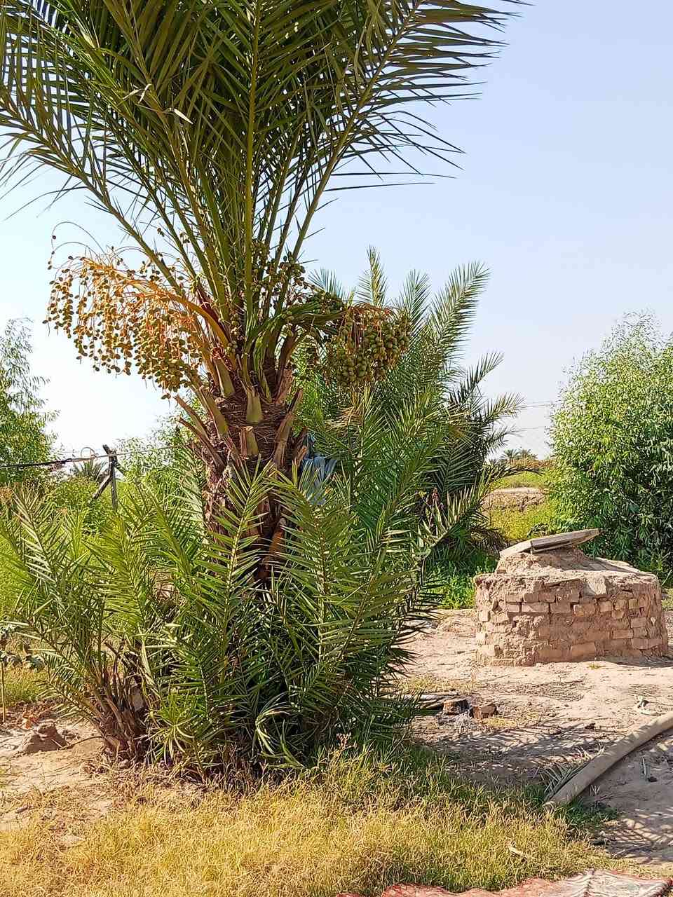 خان بني سعد • ٣٥ دونم • كهرباء