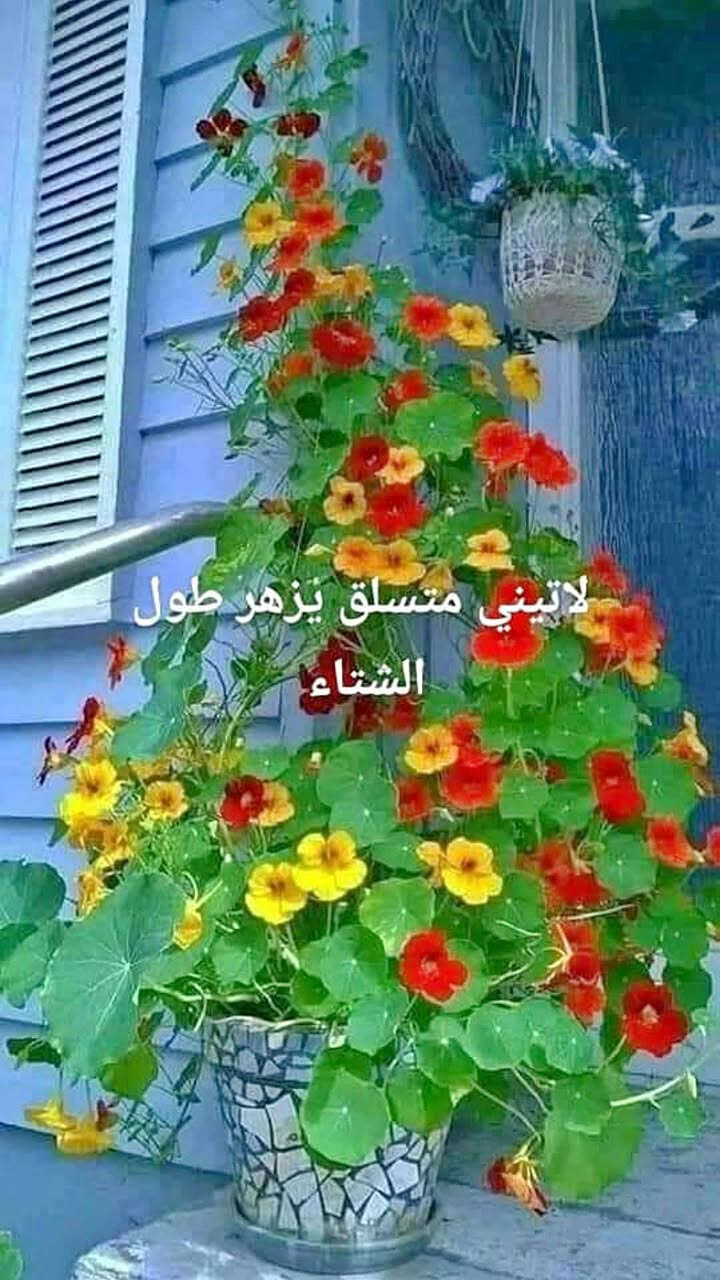 نخيل واشنطونيا • بذور مجد الصباح • ورد الكوزموبس