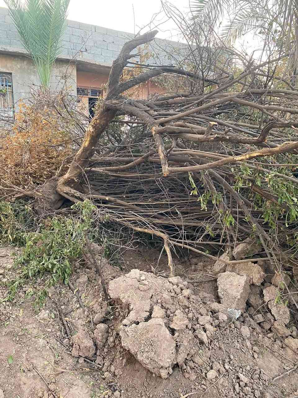 السلام عليكم عندي هاذ الحطب اليريدو  وبعد اكو شجرة رمان كبيره حيل يكصها ويشيلها.   

التواصل خاص مفتوح 

وتساب  ***********
