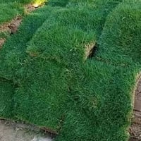 🌿✨ #زراعه_الثيل_الهندي– خبرة تزرع الثقة، وشغل يشرح القلب ✨🌿  مش أي خضر...