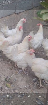 دجاج بياض • ٤٠ دجاجه • تاجي منشاة نصر