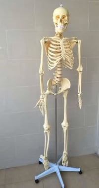 متوفر هياكل عظميه بطول 170cm لدى مشتل العراق جميع الاجزاء قابله للتحري...