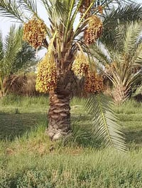 الحلة وردية • دونمين ونصف • طابو زراعي سند ٢٥