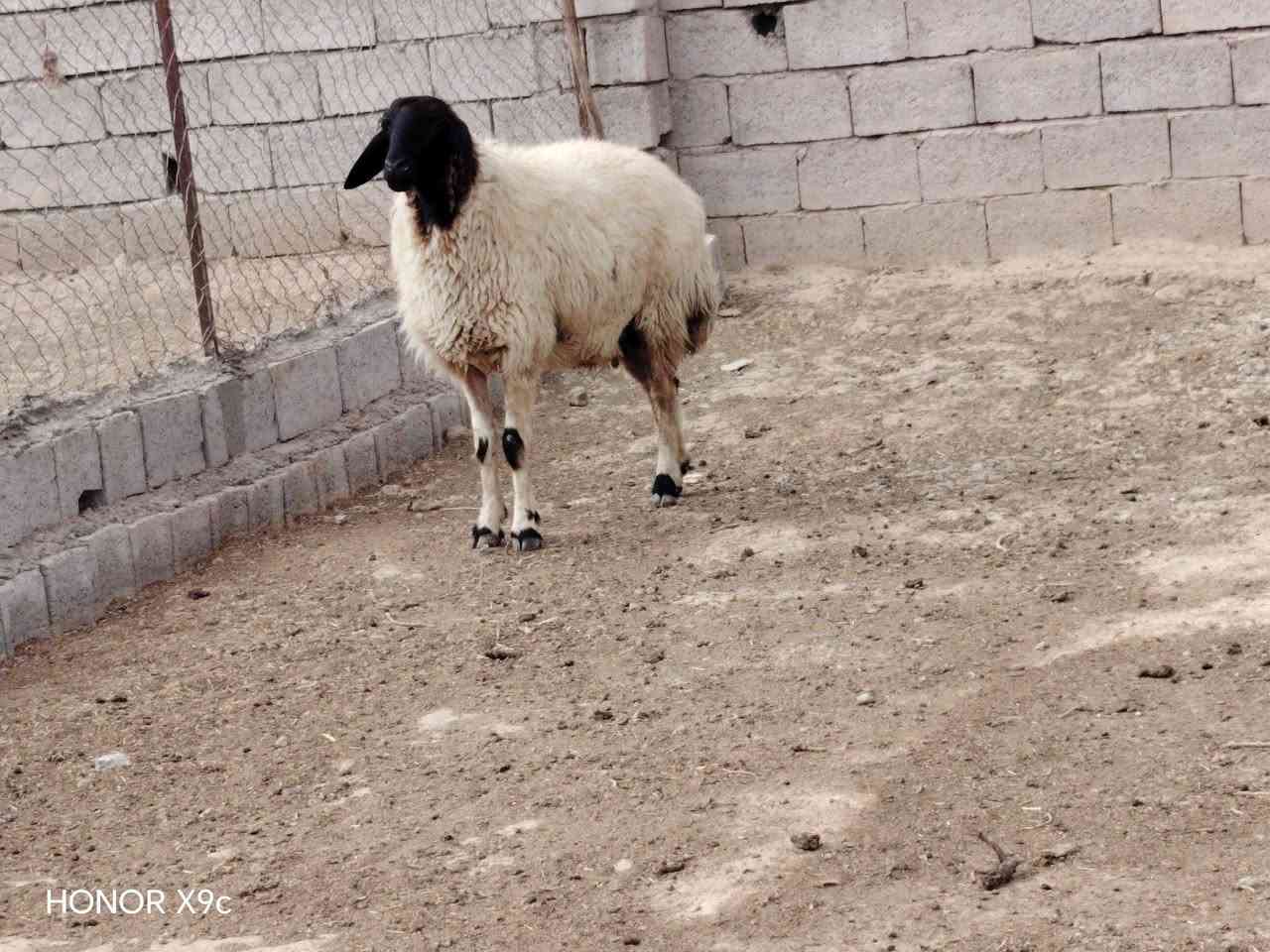 هونر X9c • موبايل • للبيع