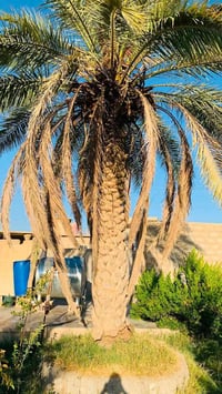 تكريب النخيل • قلع الفسائل • تحويض الفسائل