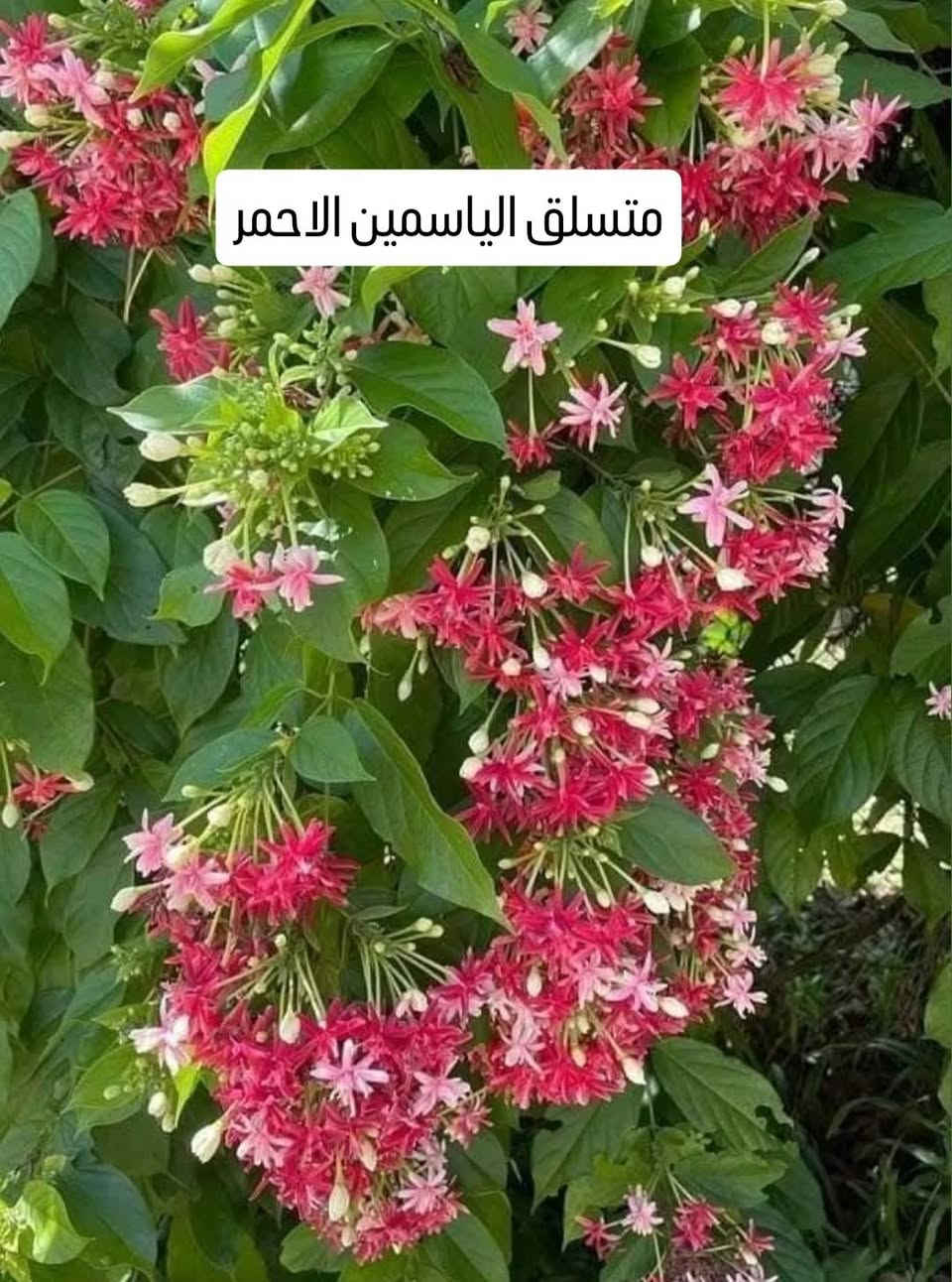 🌿🌸 عرض مميز لمحبي النباتات 🌸🌿
نباتات جميلة ومتنوعة بأحجام وأنواع مختلفة 🌱✨
أسعار مميزة وكمية محدودة ❤️
عنواننا / بابل شارع ٨٠ جهه كربلاء 
🚚 التوصيل متوفر إلى جميع المحافظات العراقية 🇮🇶
📩 للطلب والاستفسار راسلونا على الخاص
واتساب  ***********

نص مكتوب في الصور:
- جهنمي متسلق قطمر
- اكاسيا حمراء
- بونسيانا ملكية حمراء
- بونسيانا حمراء ملكية
- Royal Poinciana (Delonix regia)
- اكاسيا بنفسجي
- متسلق الياسمين الاحمر
