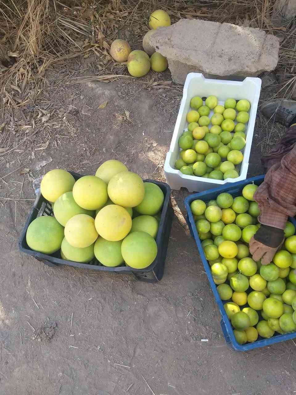 واتساب فقط • توصيل الطارمية • تمر برحي