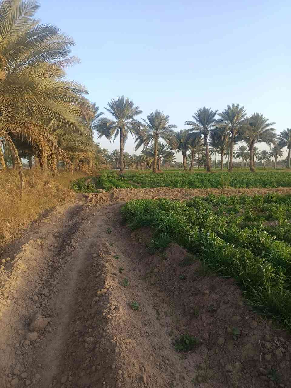 السلام عليكم أرض زراعية 12دونم عقد 117 أرض درجة اولى ماء سقي متوفر وماء بئر عدد 2 وماء اساله طول السنه وكهرباء تحتوي على أكثر من 50نخله حماله واجهه الارض 120مترالعنوان منطقة الخواص أبي غرق سعر الدونم 32 وبيها مجال للاتصال ***********
