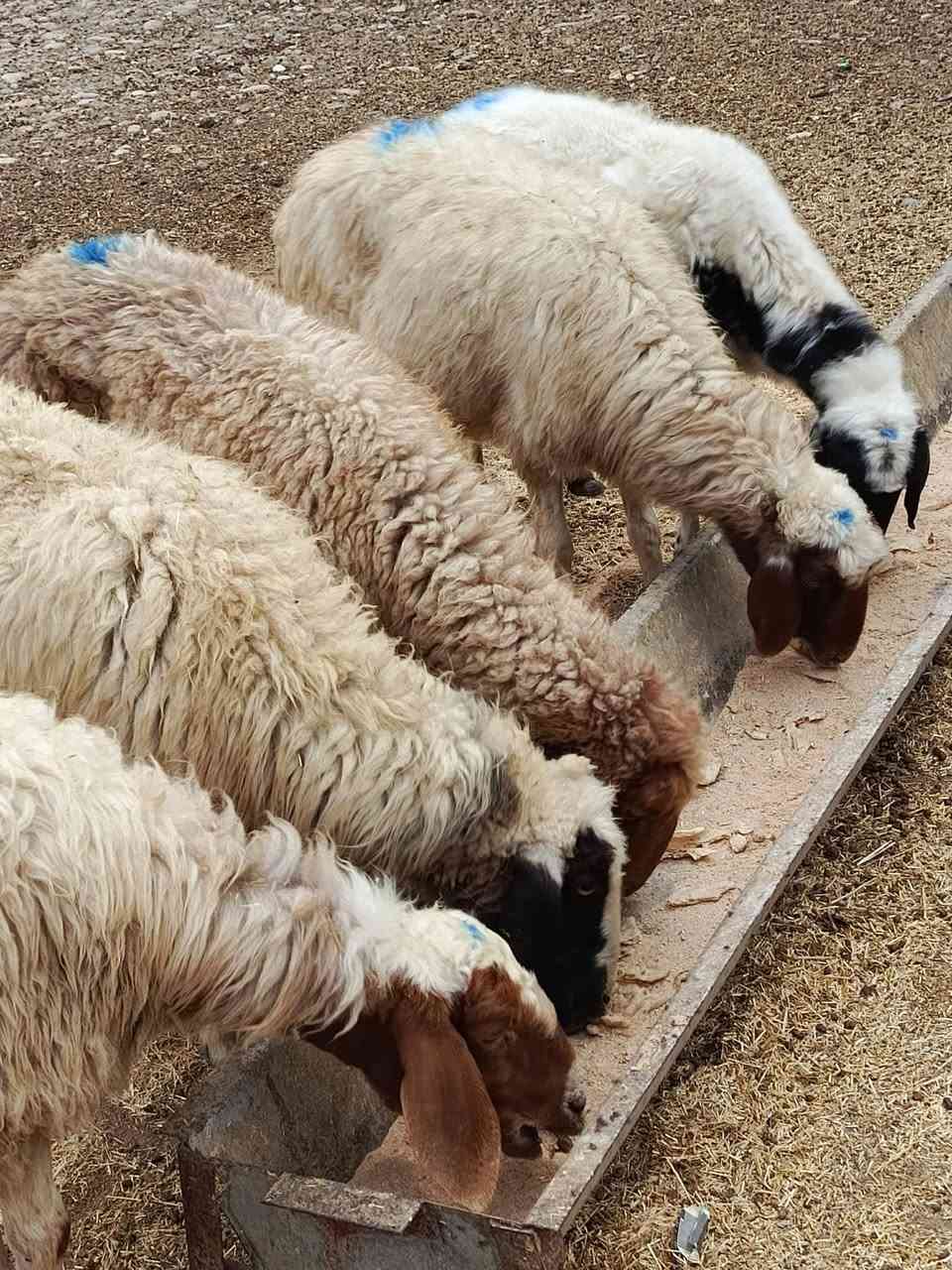 نعاج • درجة أولى • ٥ ناصحات