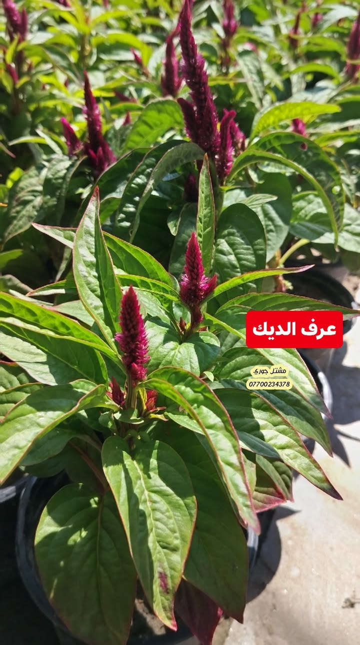 #على_بركة_الله_وتوفيقه 🌳🌳
وصول وجبة جديدة و مختلفة من النباتات الخارجية الازهار متسلقات واشجار دائميه 🌳🍂

بانسب الاسعار و افضل الانواع 👍🌳❤️

مشتل جوري 🌳🌳

للأستفسار مراسلة الصفحة أو الاتصال على الرقم *********** + واتساب 

زورونا على عنواننا التالي 🍂🍂
صلاح الدين المجمع الدور السكني سوق الرابع
 مقابل مدرسة الريان // شارع قبل مدخل المدير العام 🌳🌳
