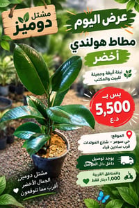 مطاط هولندي • نبات زينة • توصيل الموصل