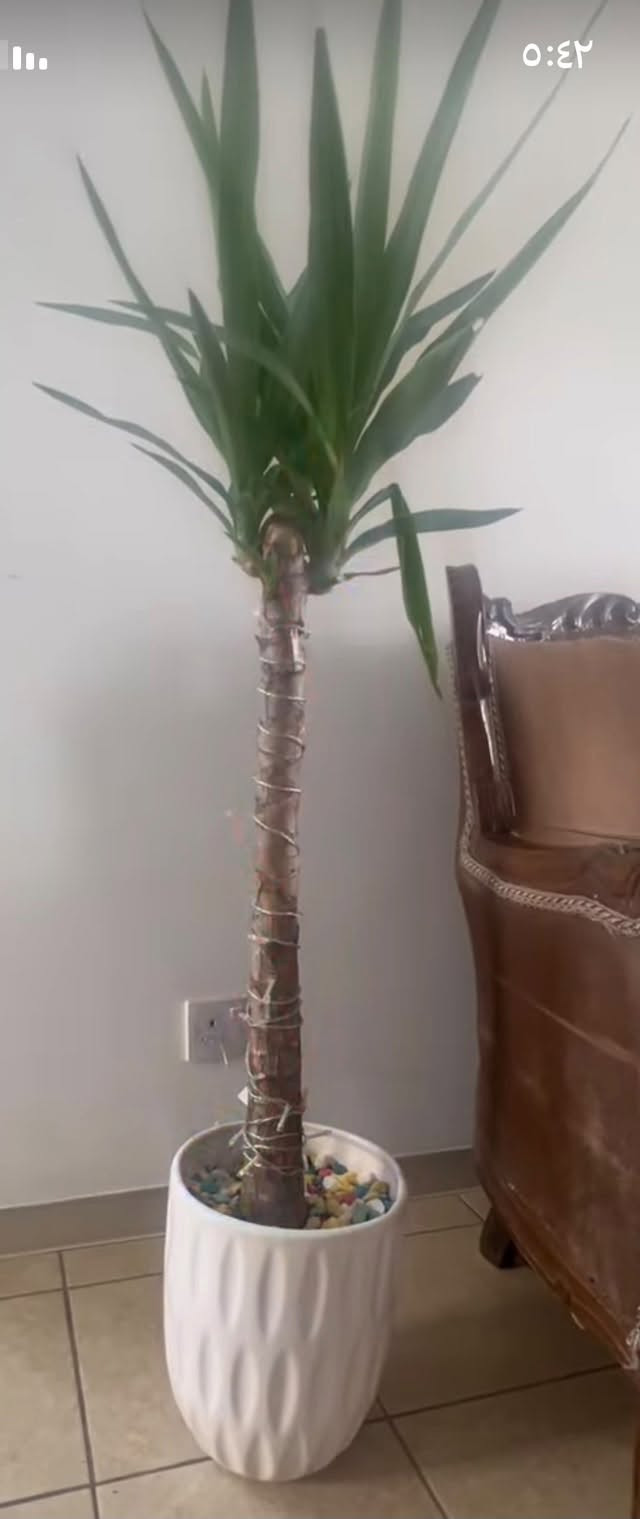 صور طلبات • حجز • مراسلة الصفحة