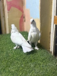 فرخات سلافر • مكلشات • حله