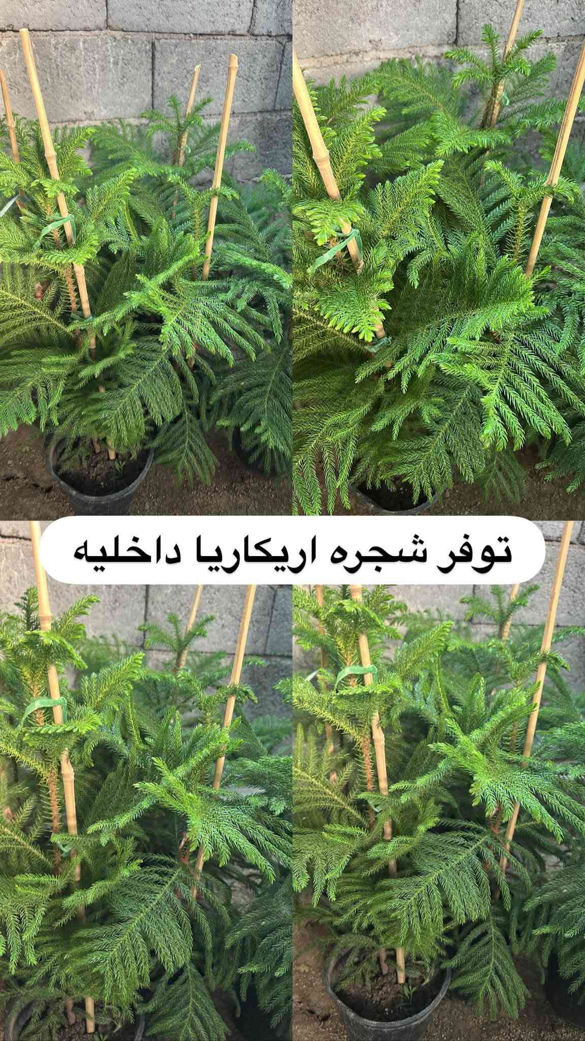 اللهم صلي وسلم على سيدنا محمد وعلى اله وصحبة وسلم تسليما.
توفر في مشتل ابو علي الفراجي أنواع الورود المختلفه وضليات 🤍

العنوان : بغداد /سلمان باك / قرب جامع سعد /شارع الحدادين 🤍

سوينا لكم بيج على برنامج الإنستقرام لكي نجاوب على اسئلتكم المتنوعه 

اسم البيج : بيج مشتل ابو علي الفراجي 

يوزر البيج: l0.33.m

رابط البيج:https://www.instagram.com/l0.33.m?igsh=bGZmMGw4bTN2ODZw

مشتل ابو علي الفراجي يرحب بالجميع 🤍

نص مكتوب في الصور:
- مشاتل ابو علي الفراجي لبيع الزهور والورود والنباتات وكافة أشجار الحمضيات والنفضيات والنخيل وكافة الشتلات خضرة طبيعية ... لحياة أجمل *********** / *********** I.O.33.m أجمل الزهور وأروع النباتات بأسعار مناسبة مشتل أبو علي الفراجي خير الطبيعة ... بين إيديك زهور وورد نباتات زينة أشجار حمضيات أشجار نفضية نخيل شتلات وستاندين نزرع اليوم .. جمال الغد بغداد - سلمان باك - شارع الحدادين
- توفر لبلاپ متدلي كثيف
- توفر نبات الفيتونيا الداخلي
- توفر لبلاب عامودي كثيف
- توفر جلد النمر حجم كبير
- توفر شجره اريكاريا داخليه
- توفر نبات دي فنباخيه داخلي
- توفر نبات الكراتون داخلي
- توفر نبات كلومنيا الداخلي