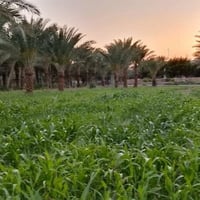 دوانم • الديوانية • سند 25