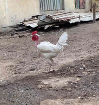 ديج ابو ركيبه • قرنه • توصيل