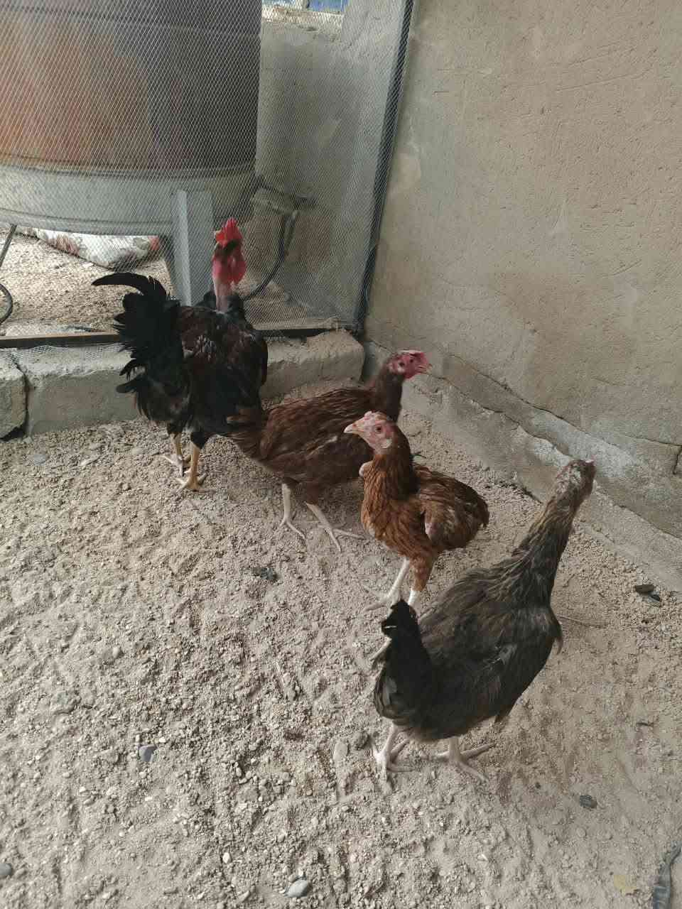 دجاجات • مبياض • مسيب