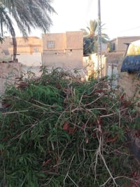 حطب ناعم • بلاش • حي الجمعيه