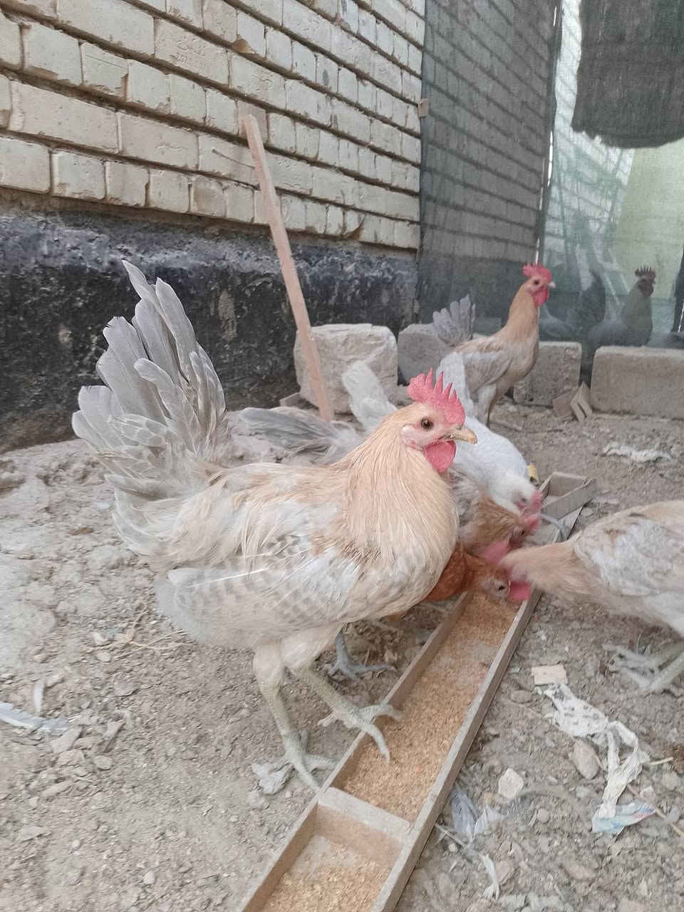 سلام عليكم متاح ديوجه فيوم گولد + ديوجه ألمنيوم الاثنين استيراد سعوديه حجم سوبر جامبو اعله مواصفات سعر تك الگولد ب18 عمر 5 أشهر 
‏
‏والالمنيوم ب8  عمر 4 اشهر 
‏شلع بين مجال شي بصيط 
‏مكاني بابل اجبله يوجد توصيل حسب الاتفاق *********** بي واتساب .
