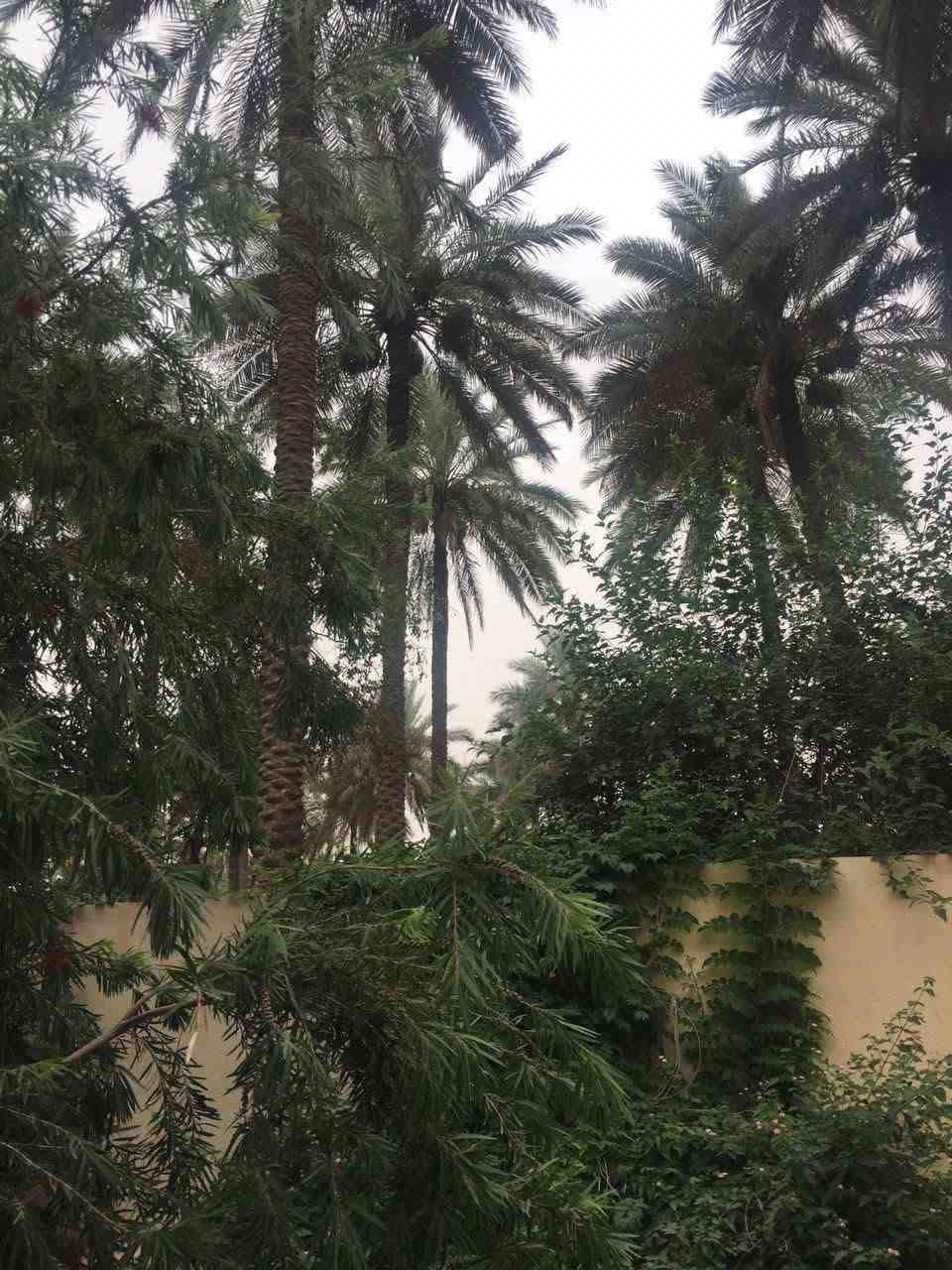 السلام عليكم ٦دونم للبيع مع دار في محافظة كربلاء الحسينيه الصلاميه تبعد عن الشارع العام ٥٠ طابو زراعي سند ٢٥ السند الأميري العثماني الوارد السنوي ١١مليون الاستفسار على الخاص او الاتصال على الرقم التالي ***********
