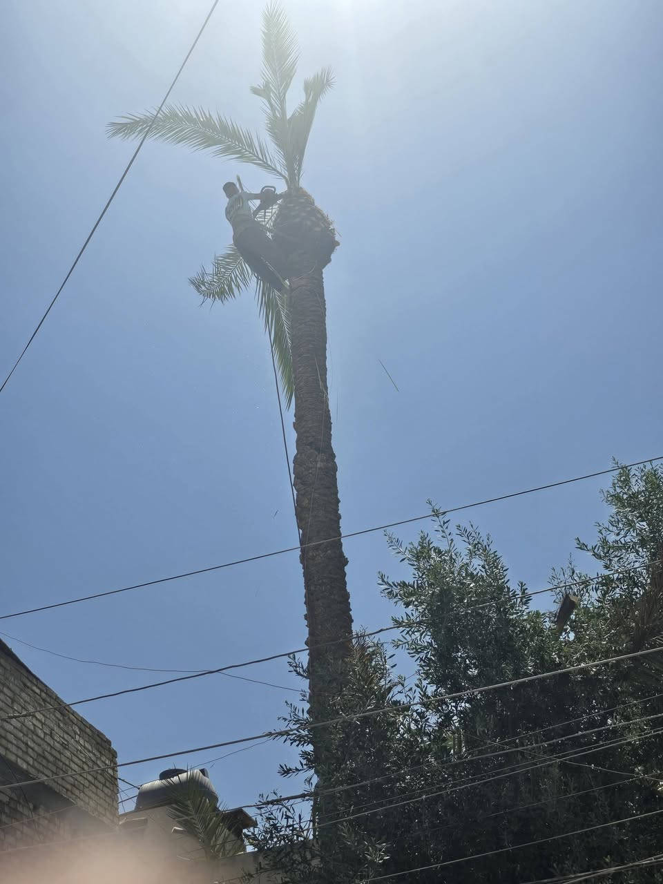 السلام عليكم يوجد لدينا  كادر تقطيع النخل الصعبه داخل بغداد *********** رقم الموبايل
