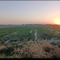 البيع 50 دونم طابو سند 25 بغداد سبع البور منطقت المصالحه وطجاج مقابل ش...