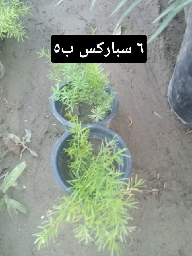 العروض متوفرة
التوصيل داخل بغداد فقط 
للطلب*********** واتساب

نص مكتوب في الصور:
- عفص ٢٠٠٠
- كل ٣ ب ٥
- بتونيا قزمي ب ٢٠٠٠ كل ٣ ب ٥
- مينا زاحف ب ٢٠٠٠ كل ٣ ب ٥
- شمشار اصفر ب ۲۰۰۰ كل ۳ ب ۵
- 6 سباركس ب ه