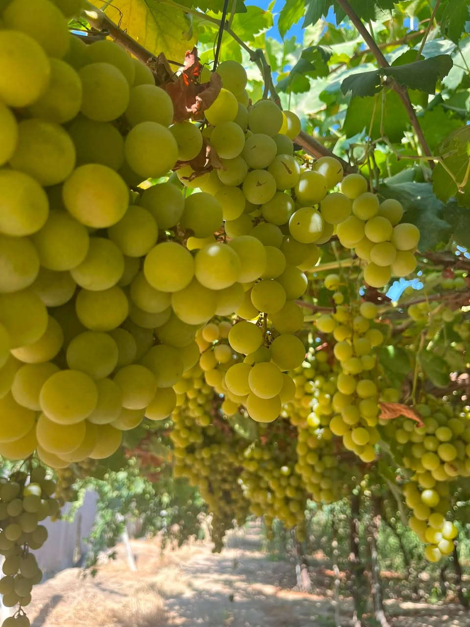 شلونكم ويه الحر😄اذا اشتاقيتو لأجواء الشتاء والبرد مزرعتنا بانتظاركم🏊🌴🍇🍐انتعاااش
***********
