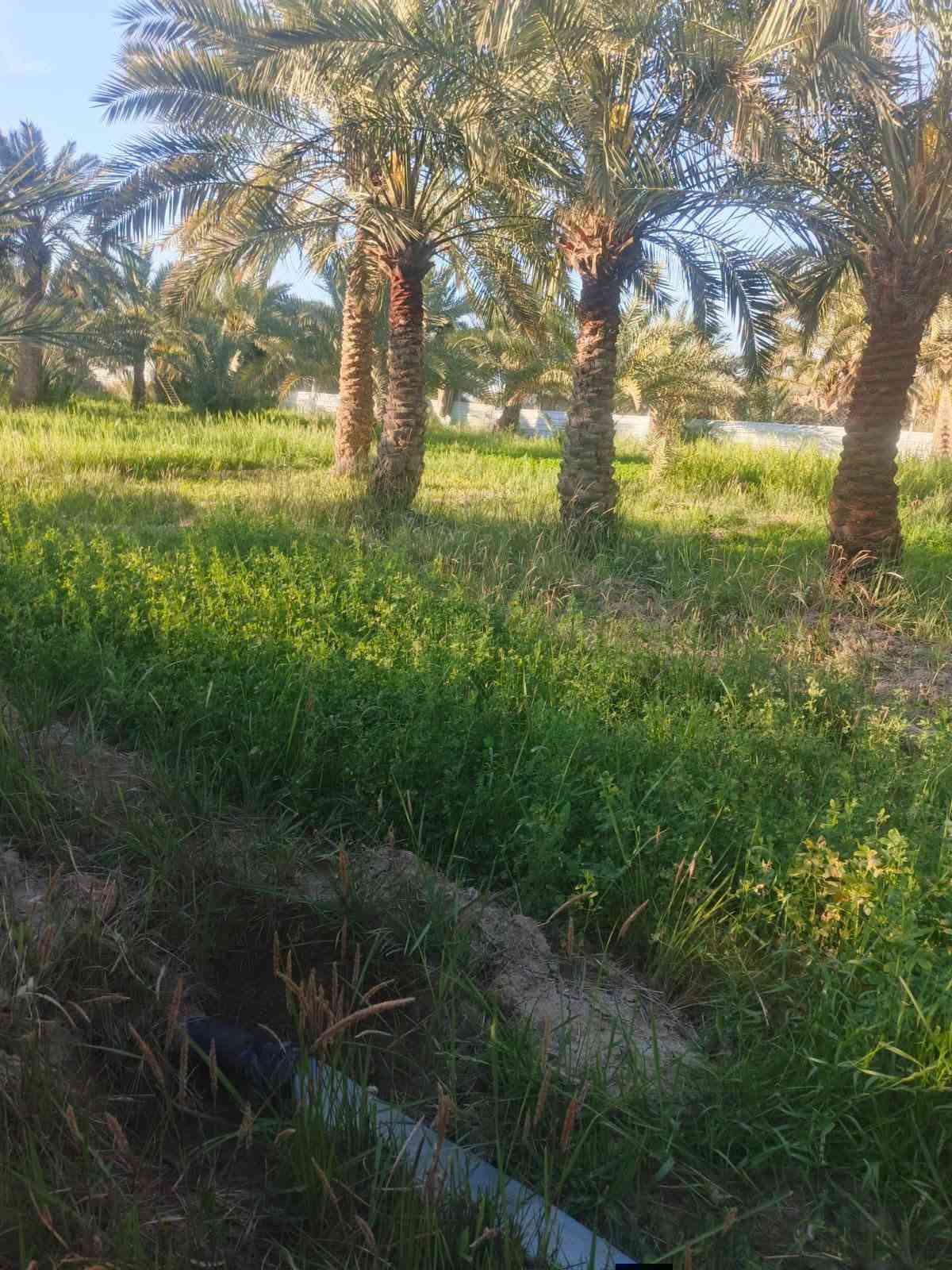 عبر الجسر السديناويه • ٣٨٠٠م٢ • نخل ٦٠